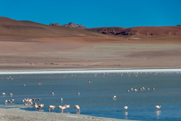 Altiplanic Laguna, Salty Lake, with flamingos, among the most important travel destination in Bolivia