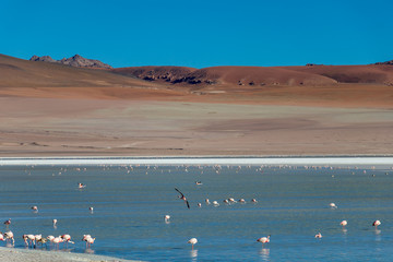 Altiplanic Laguna, Salty Lake, with flamingos, among the most important travel destination in Bolivia