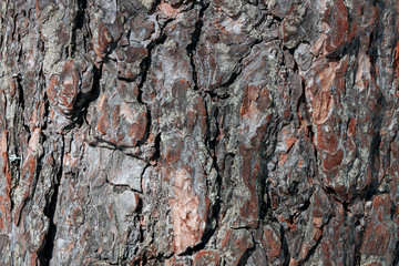 the texture of the tree bark