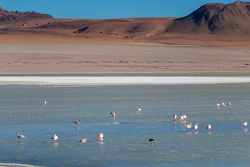 Altiplanic Laguna, Salty Lake, with flamingos, among the most important travel destination in Bolivia