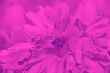 pink purple large peonies close-up. floral beautiful background. for design