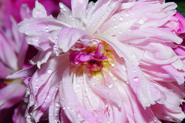 pink white purple large peonies close-up. floral beautiful background. for design