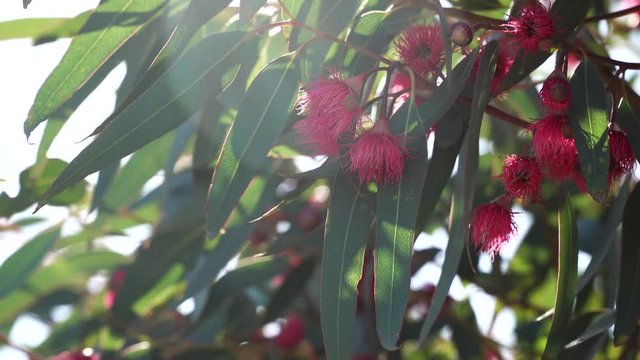Red flowering eucalyptus gum tree swaying in breeze. Australian native plant.