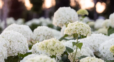 Foto op Plexiglas Witte hortensia bloeiend in de avond zomertuin © maykal