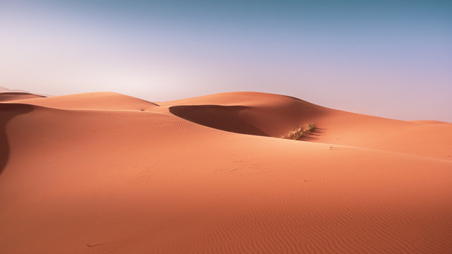 Landscape view of yellow sand and clear blue sky. Sahara, Morocco. © The Walker