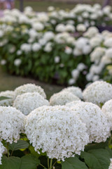 White hydrangea blooming in the evening summer garden