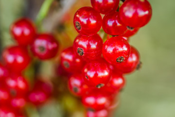 Mature fruits of red currant on bush branches