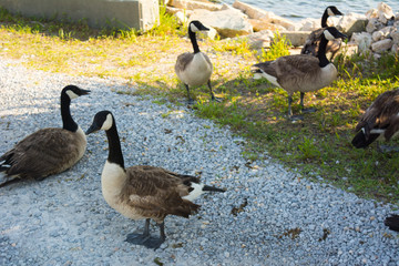 Group of Ducks staying in a Garden