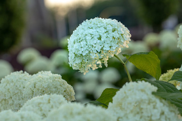 White hydrangea blooming in the evening summer garden