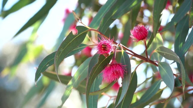 Red flowering eucalyptus gum tree with honey Bee collecting pollen. Australian native plant.