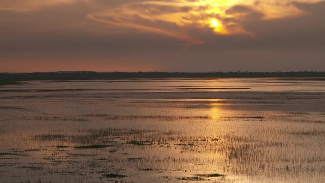 Wide low angle still shot of a beautiful sunset with golden sun's reflection on the plain grassy swamp water of Casanare plains, dark-grey clouds, and horizon silhouettes of tropical forest, Wisirare