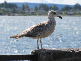 Mallemuck on a Beach in Oslo, Norway