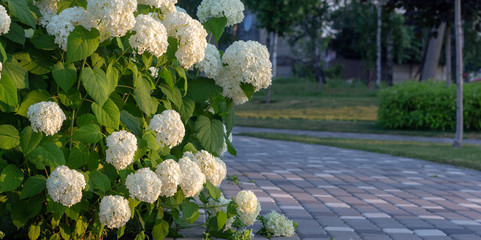 Witte hortensia bloeiend in de avond zomertuin