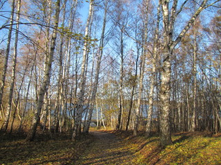 Trail through Birch Forest on Insel Vilm, Germany