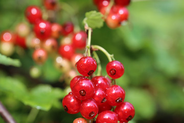 Rote Johannisbeeren am Strauch