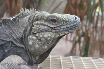 iguana on white background