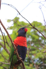 rainbow lorikeet in a tree