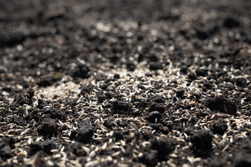 seeds lying on the ground, planting a lawn