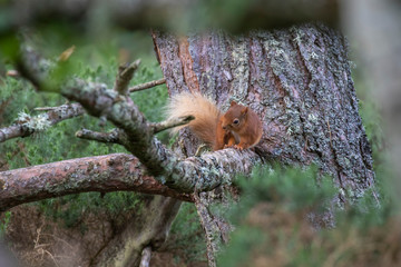 Red Squirrel, Sciurus vulgaris, background character portrait amongst grass, rocks and birch branch on a sunny day within Scotland during June.