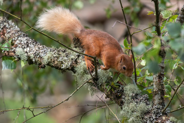 Red Squirrel, Sciurus vulgaris, close up character portrait amongst grass, rocks and birch branch on a sunny day within Scotland during June.