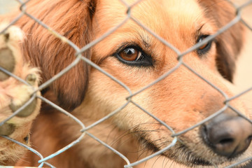 Dog in jail