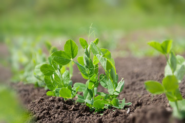 Sprouts of young pea plants grow in rows in a field. Selective focus.