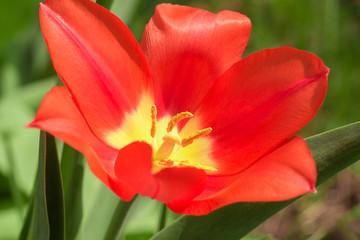 Obraz na płótnie Canvas dismissed tulip of red color close up