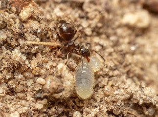 the macrophoto of an ant with a larva on sand