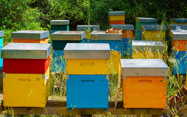 Hives in an apiary with bees flying to the landing boards. Apiculture