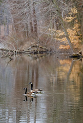 Geese on Lake