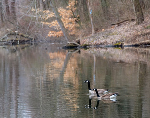 Geese on Lake in the Spring