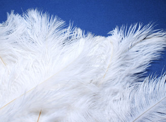 a bunch of white ostrich feathers close-up
