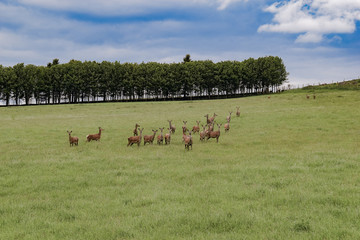 herd of deer in field with treeline behind
