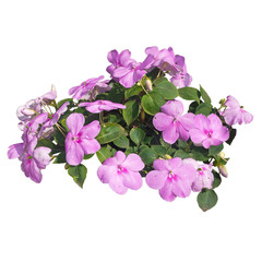 Balsam flowers, little window violet, cut, isolated on white background.