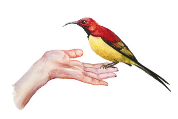 Little bird is sitting in his hand. Watercolor illustration. isolated on white