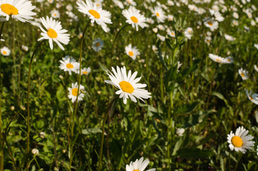 daisies by the forest, nature wallpaper
