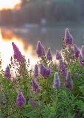 Billards Spirea Blooming flowers in the morning park on the lake