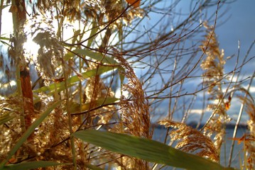 Reed in winter on the river Bank, Moscow.