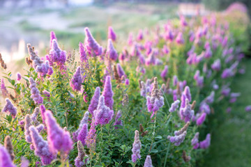 Billards Spirea Blooming flowers in the morning park on the lake