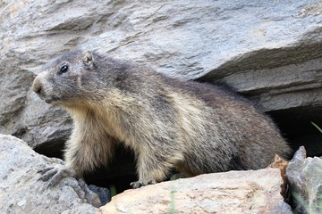 Marmotta
