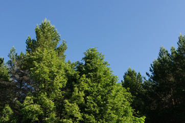 trees and blue sky, thick foliage
