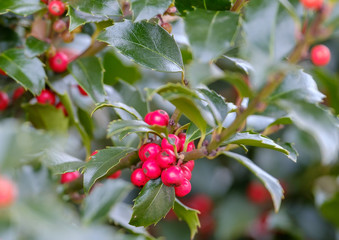 red berries on a tree