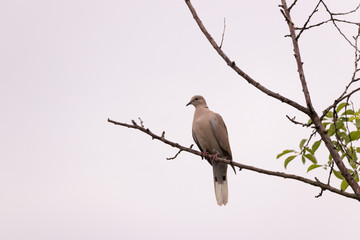 Lonely dovecane on a branch against a gray cloudy sky