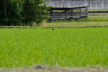 Obraz na płótnie Canvas Spot billed duck in the fresh paddy rice field,against the frugal barn. - Anas zonorhyncha. It is called 
