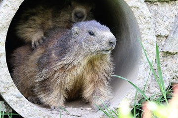 Marmotta