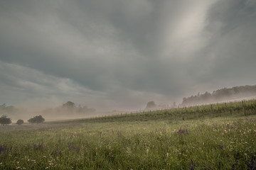 Bienenwiese und Weinberg im Nebel