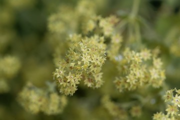 Flowers of the lady's mantle Alchemilla glaucescens