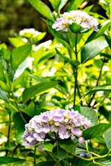 Hydrangea in full bloom in Japan