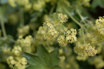 Flowers of the lady's mantle Alchemilla glaucescens