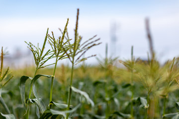 とうもろこし　畑　家庭菜園　農家　農業　農協　夏　野菜